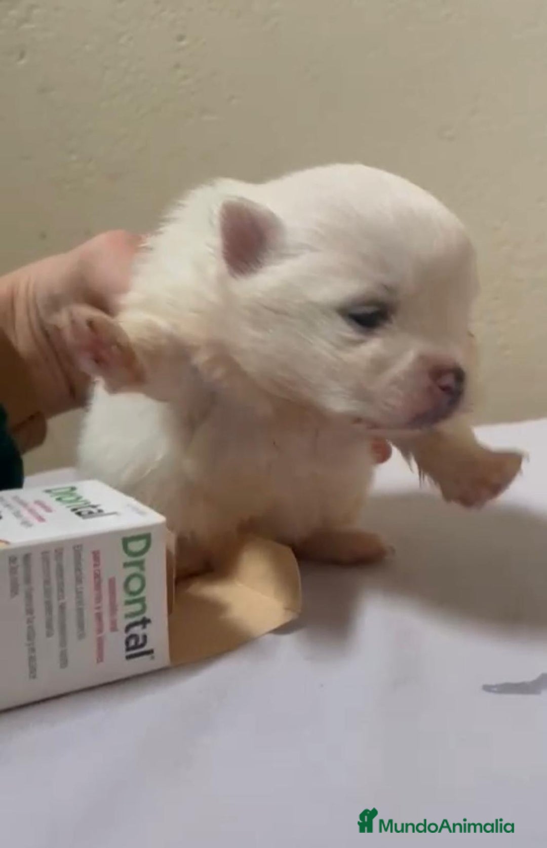 Pomerania perros en venta: Lulu pomerania toy - Anuncio 1