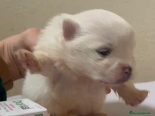 Pomerania perros Lulu pomerania toy - Anuncio 36