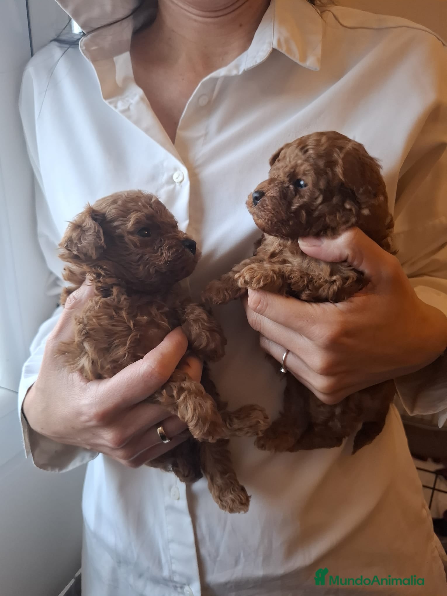 Caniche Toy perros Caniches toys rojos en Toledo. - Anuncio 23