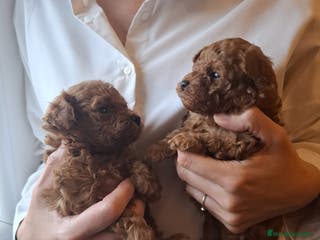 Caniche Toy perros Caniches toys rojos en Toledo. - Anuncio 4