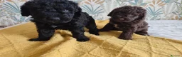 Perro de Agua Español perros en venta: Espectacular PDA - Anuncio 1