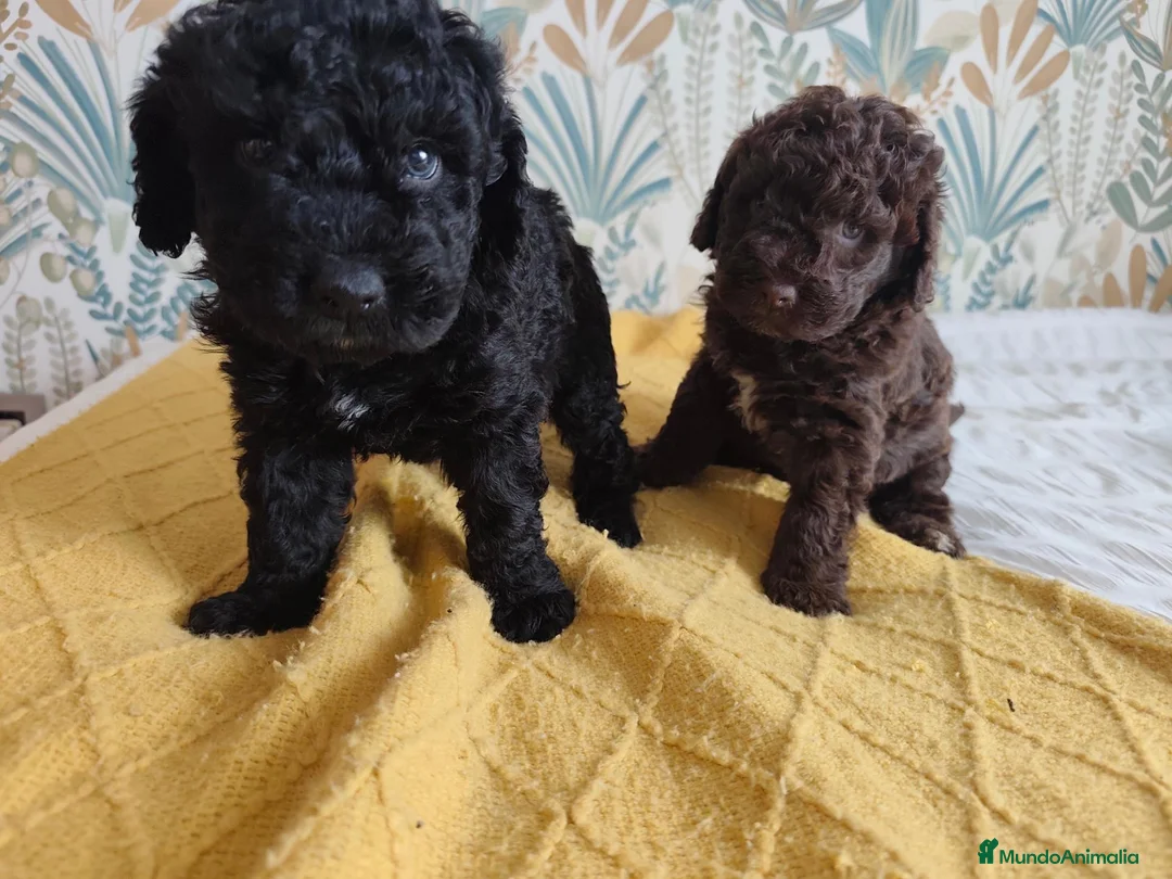 Perro de Agua Español perros en venta: Espectacular PDA - Anuncio 1