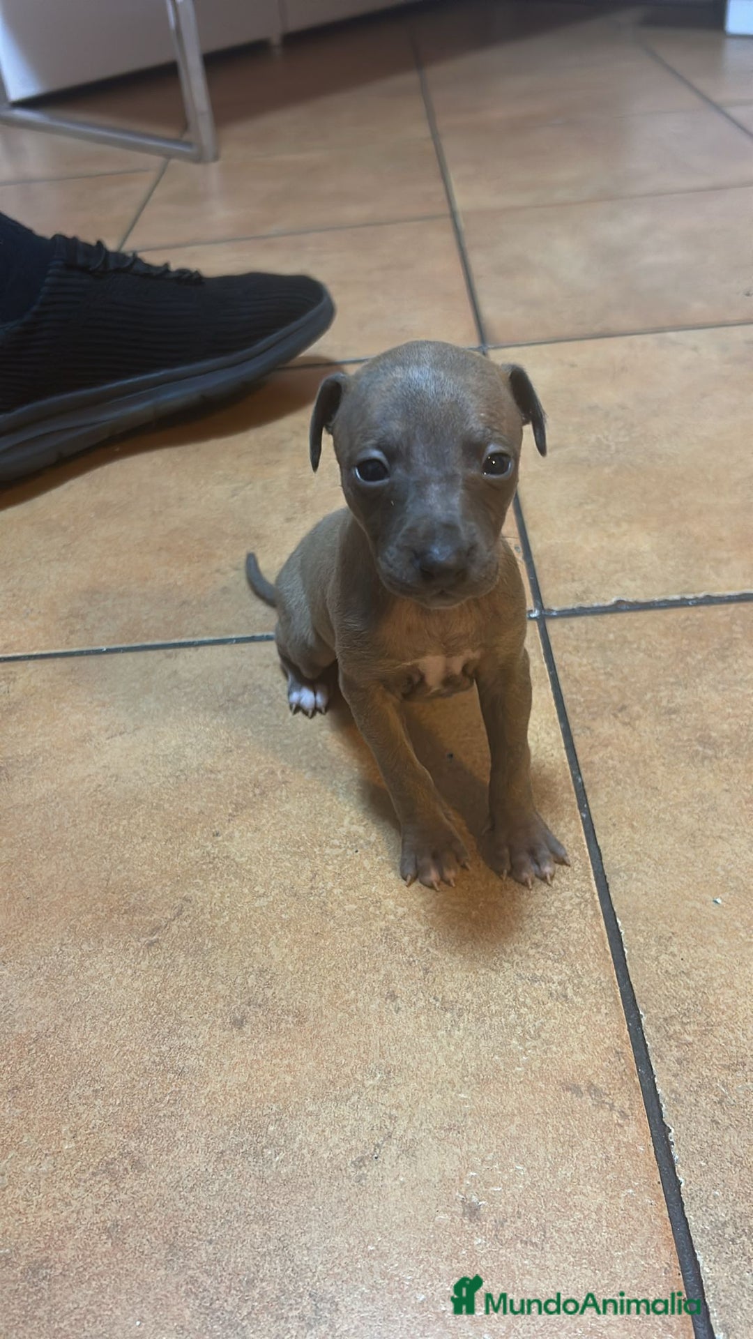 Pequeño Lebrel Italiano perros en venta: Pequeño lebrel italiano piccolo - Anuncio 2