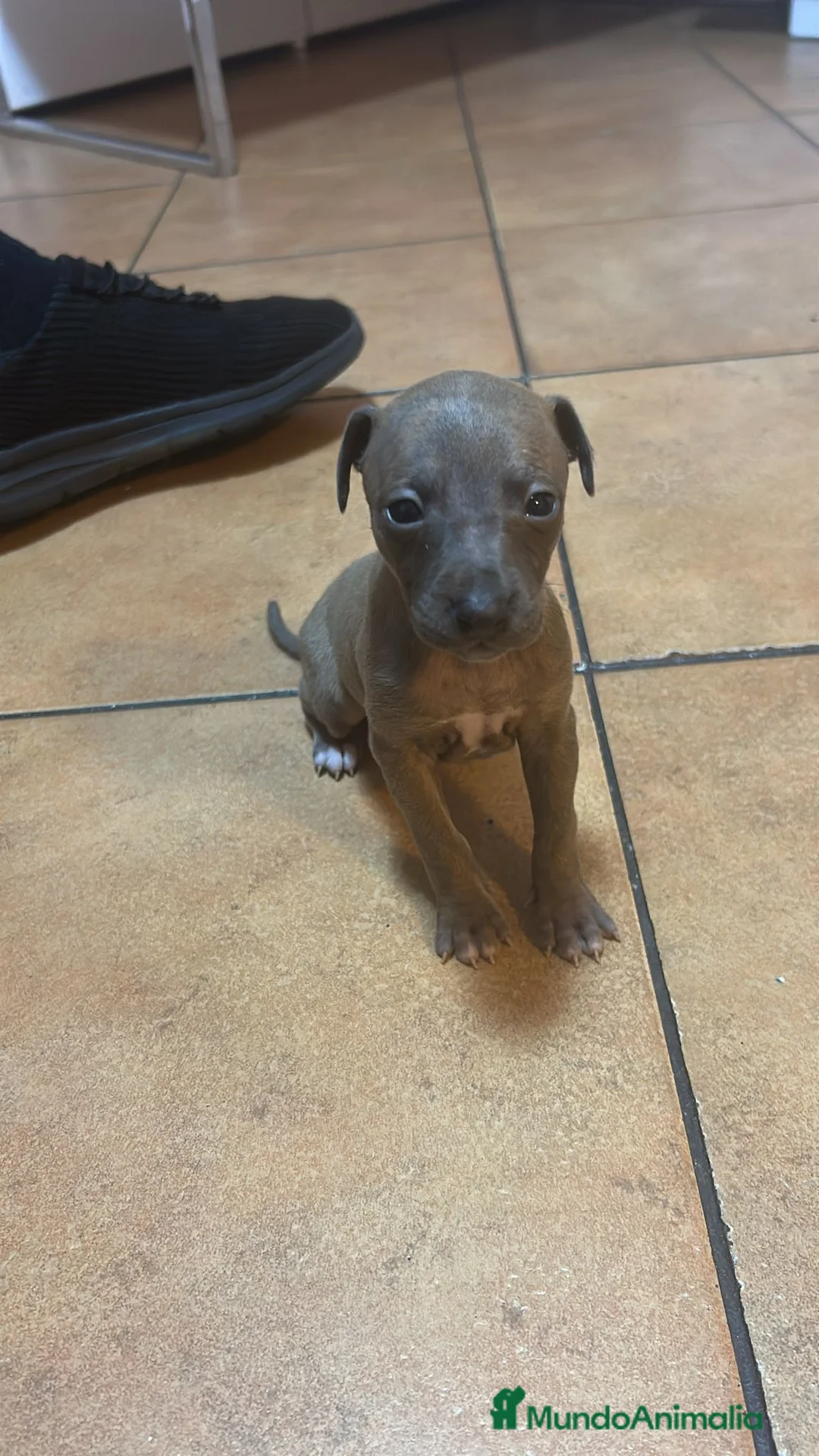 Pequeño Lebrel Italiano perros en venta: Pequeño lebrel italiano piccolo - Anuncio 2