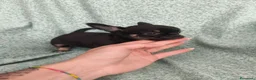 Chihuahua perros en venta: Chihuahua Toy - Anuncio 11