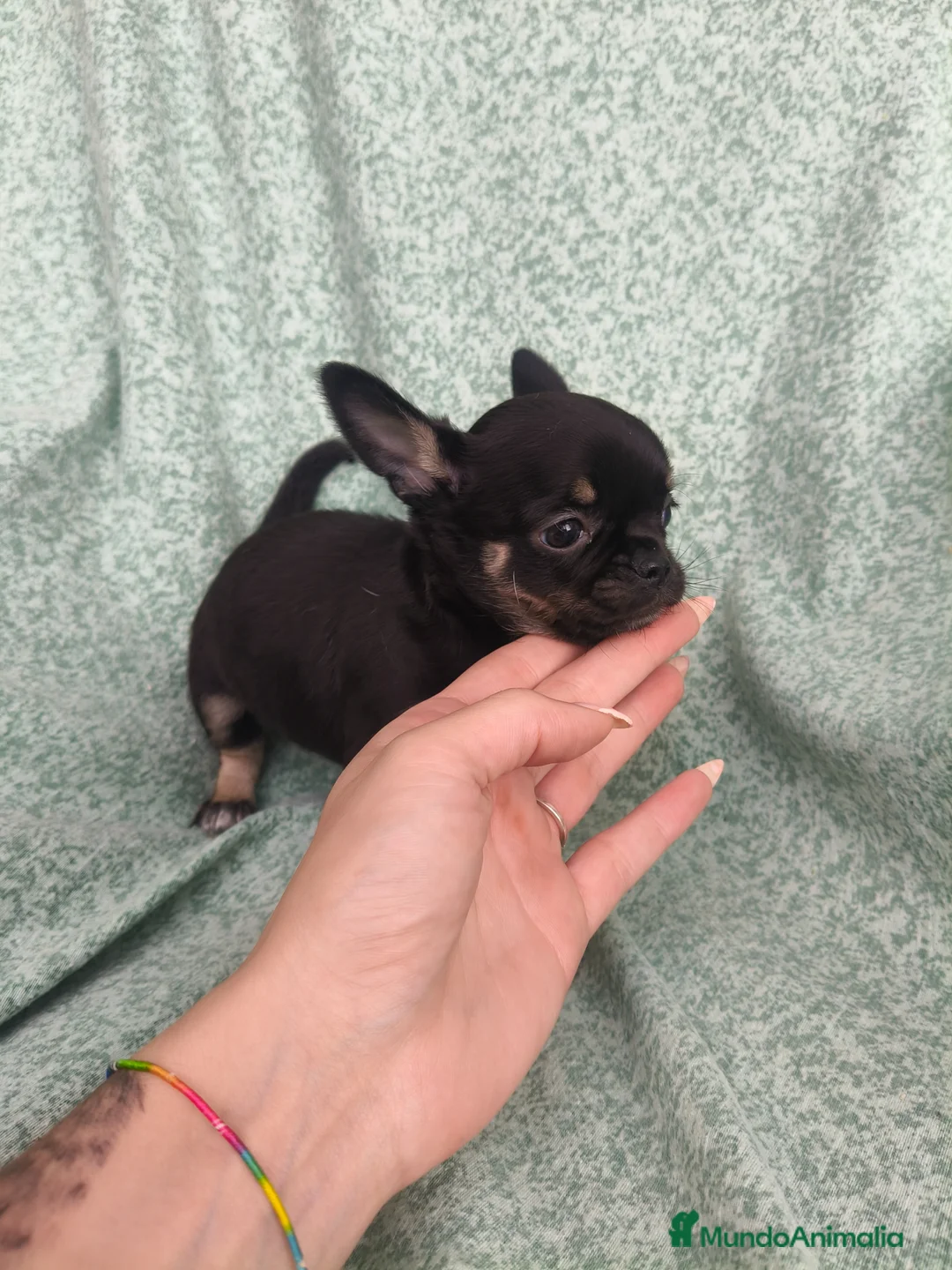 Chihuahua perros en venta: Chihuahua Toy - Anuncio 11