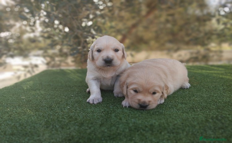 Golden Retriever perros - Anuncio 4