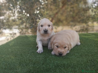 Golden Retriever perros - Anuncio 4
