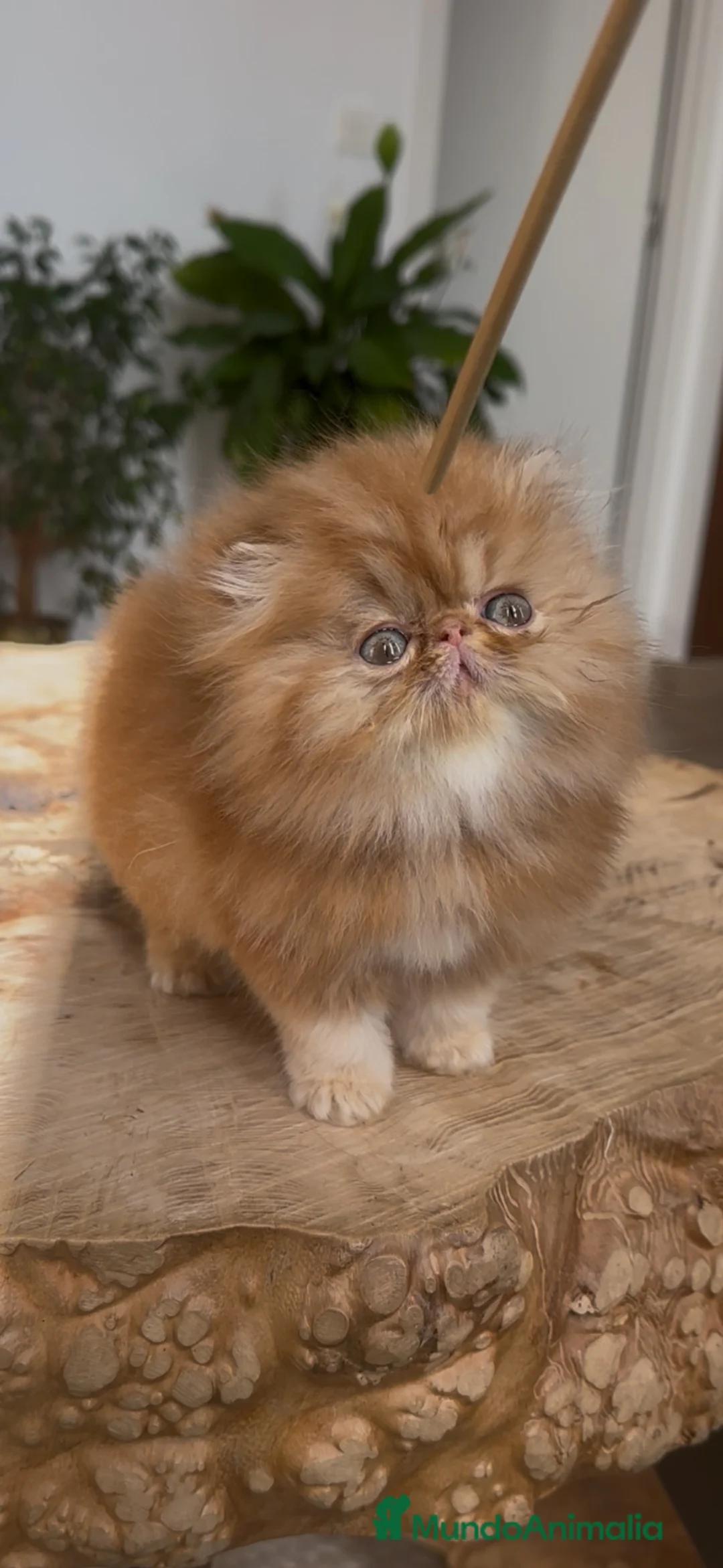 Persa gatos en venta: Persa hembra Roja  - Anuncio 3