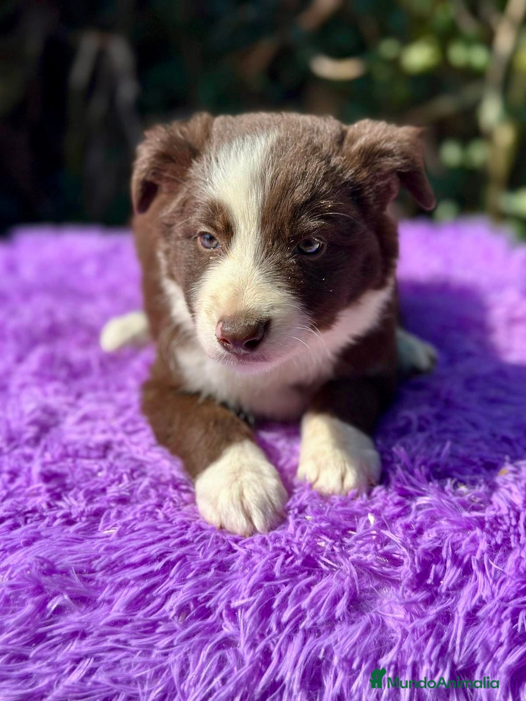 Border Collie perros en venta: Border collie chocolate  - Imagen 1