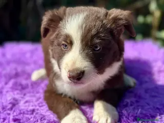 Border Collie perros Border collie chocolate - Anuncio 2