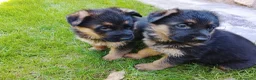 Pastor Alemán perros en venta: Cachorros de pastor alemán. - Anuncio 2