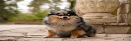 Pomerania perros en venta: Camada pomerania - Anuncio 8