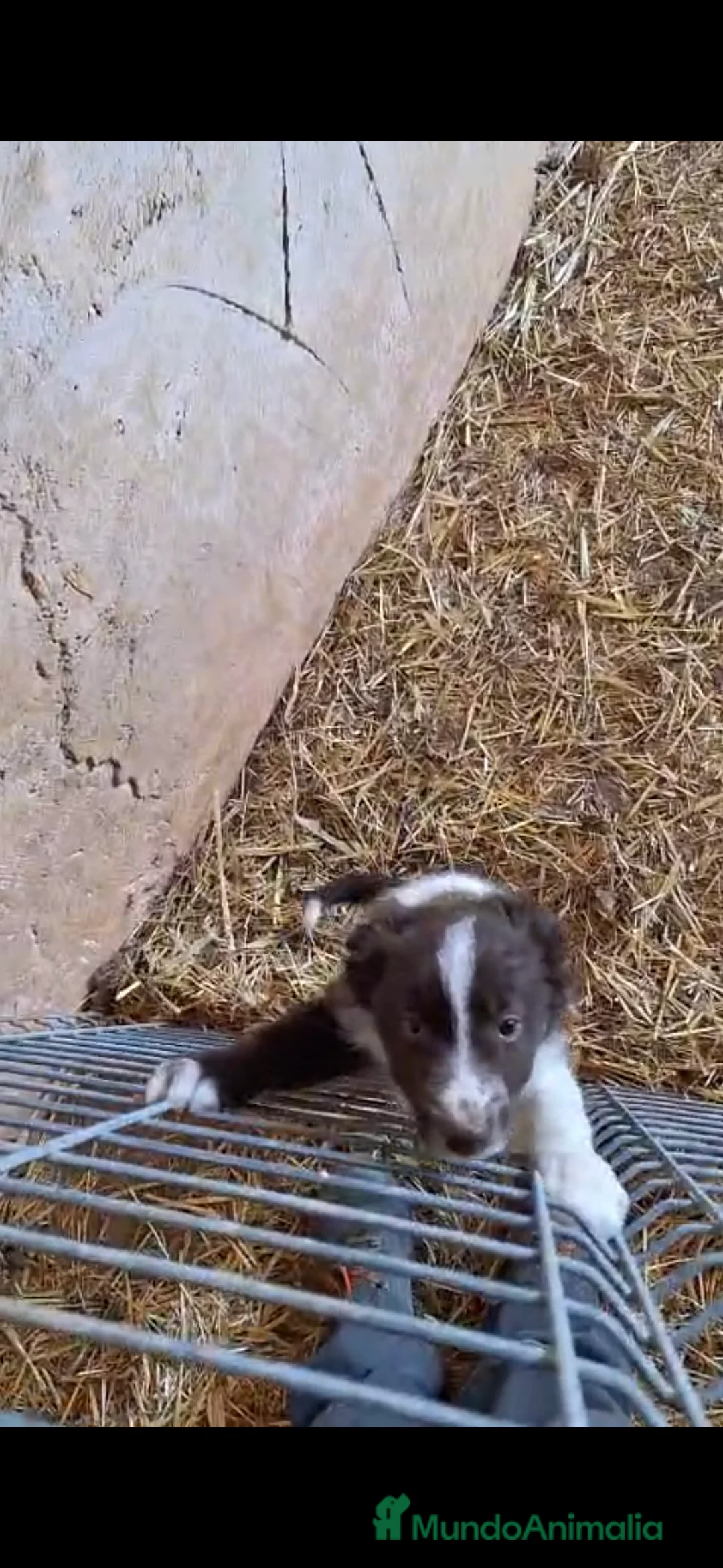 Border Collie perros en venta: Bordes collie hembra  - Anuncio 2
