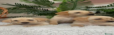 Labrador Retriever 2