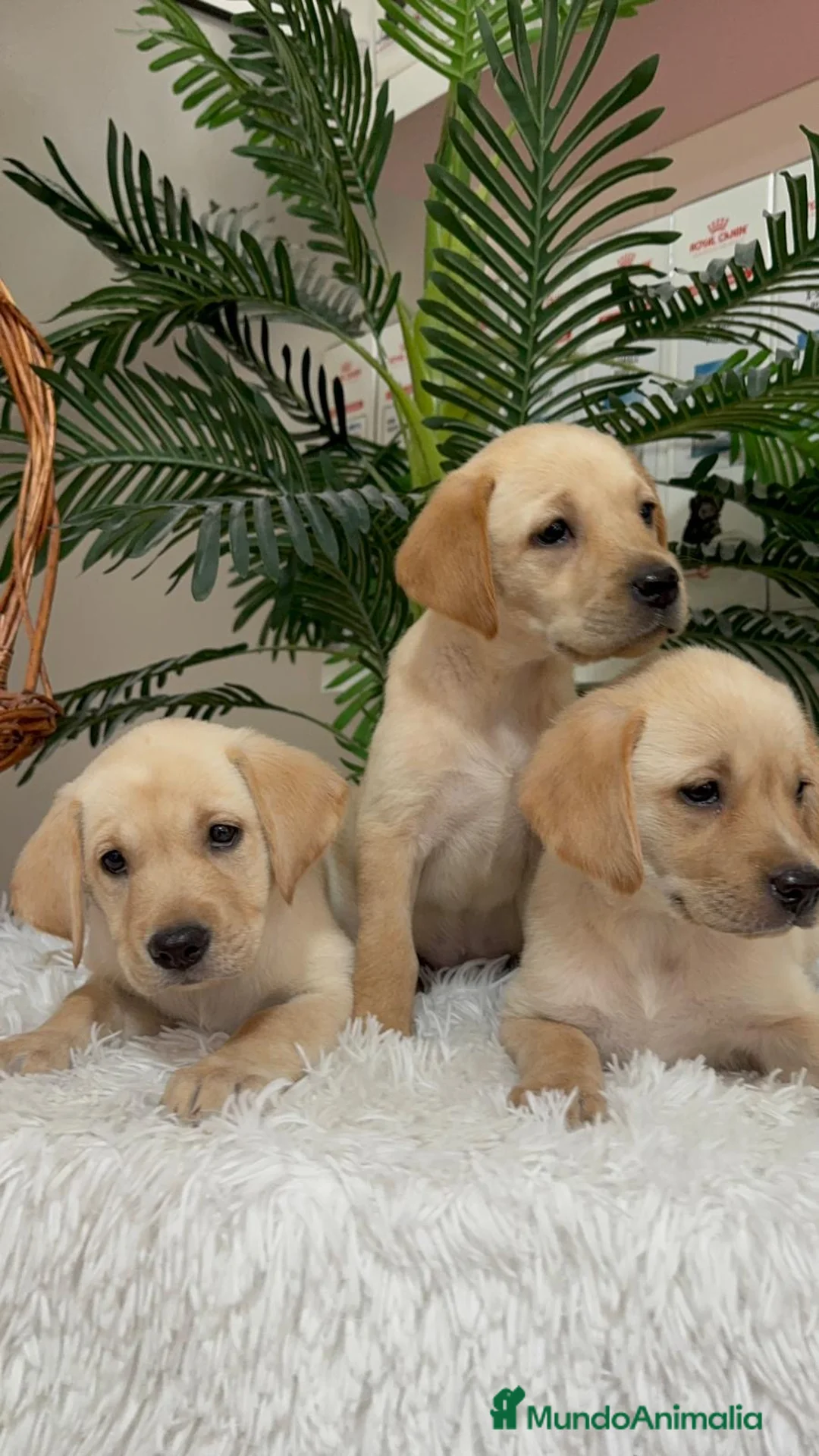 Labrador Retriever perros en venta: LABRADOR RETRIEVER - Anuncio 19