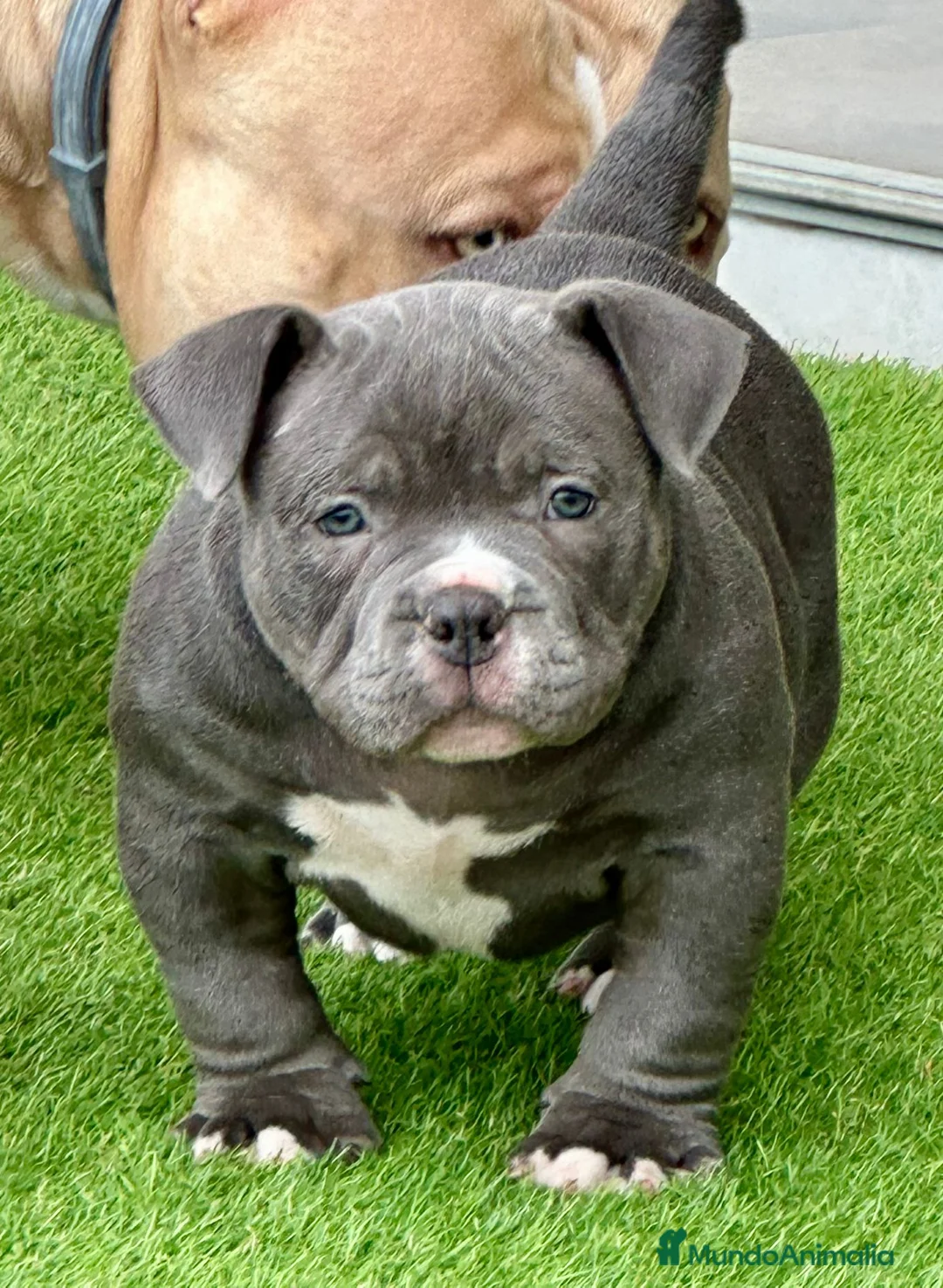 American Bully perros en venta: Camada American Bully  - Anuncio 2