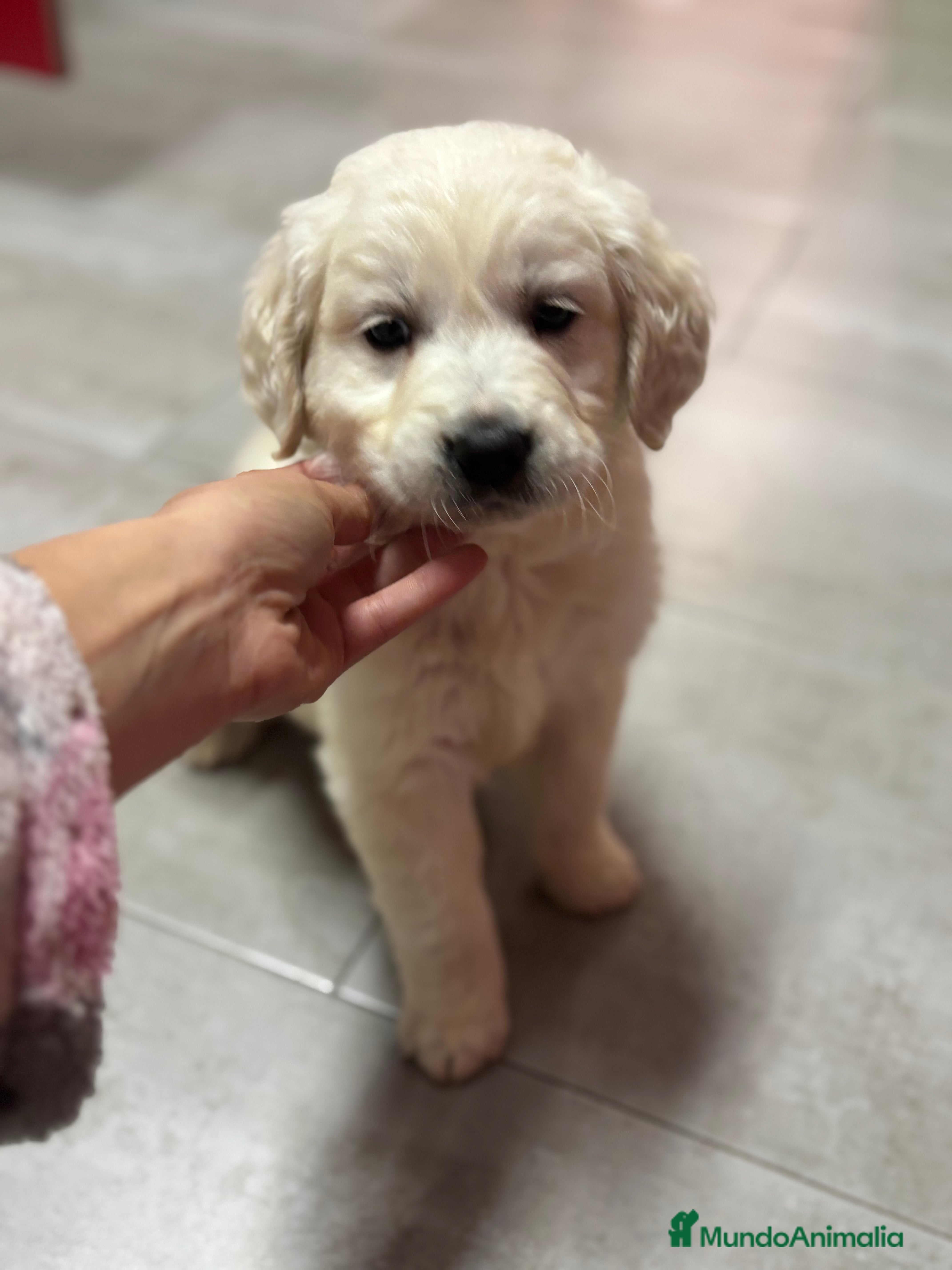 Golden Retriever perros Último macho de Golden disponible  - Anuncio 1