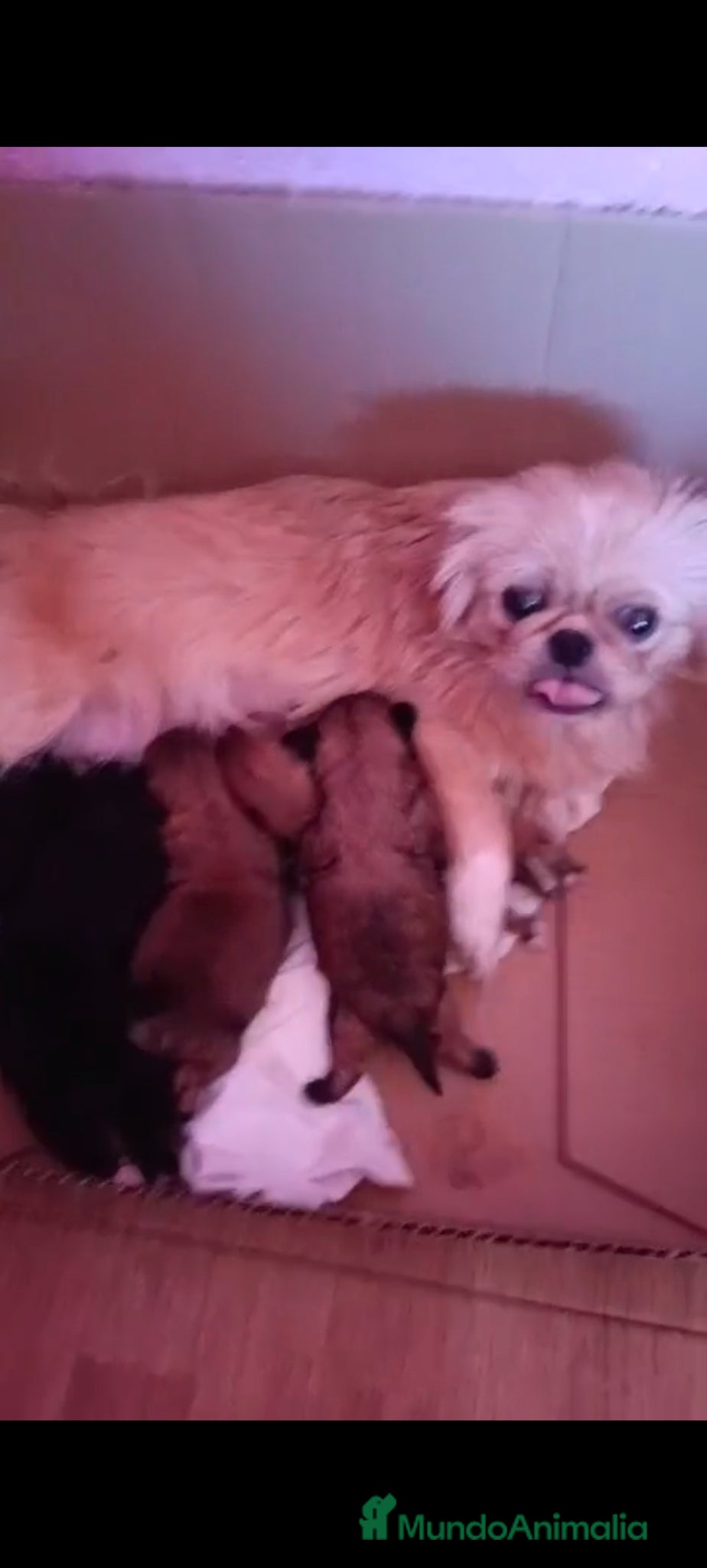 Pekinés perros Hembra de pekine  - Anuncio 2