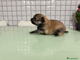 Pomerania perros pomerania macho toy sable - Anuncio 21