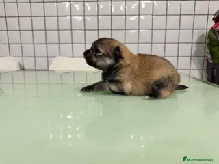 Pomerania perros pomerania macho toy sable - Anuncio 34