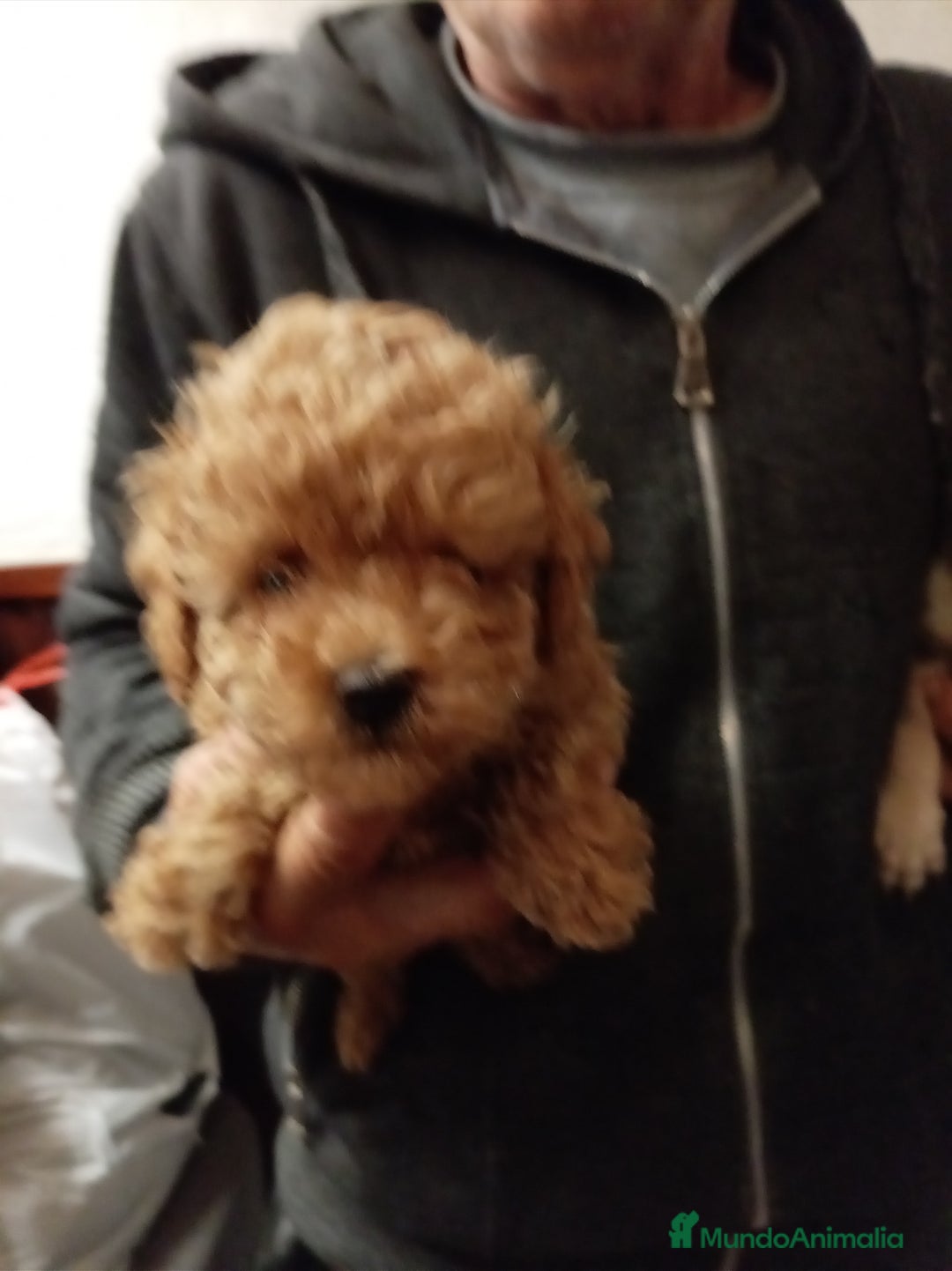 Caniche Toy perros en venta: Caniche toy asiatico - Anuncio 2