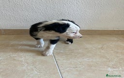 Border Collie perros en venta: BORDER COLLIE - Imagen 7