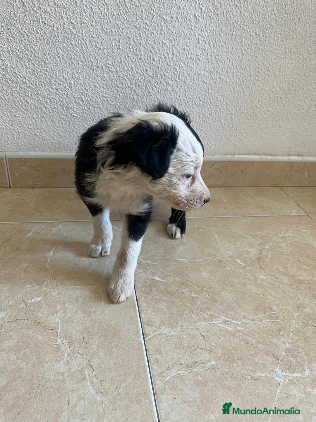 Border Collie perros en venta: BORDER COLLIE - Imagen 7