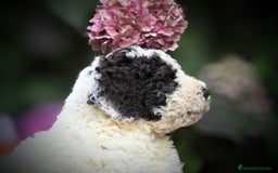 Perro de Agua Español perros en venta: Preciosa camada de perro de agua español - Imagen 9