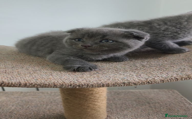 Azul Ruso gatos - Anuncio 1