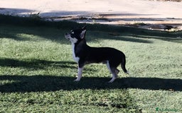 Chihuahua perros en venta: Chihuhuas - Imagen 3