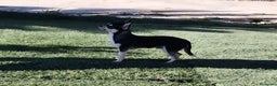 Chihuahua perros en venta: Chihuhuas - Anuncio 3