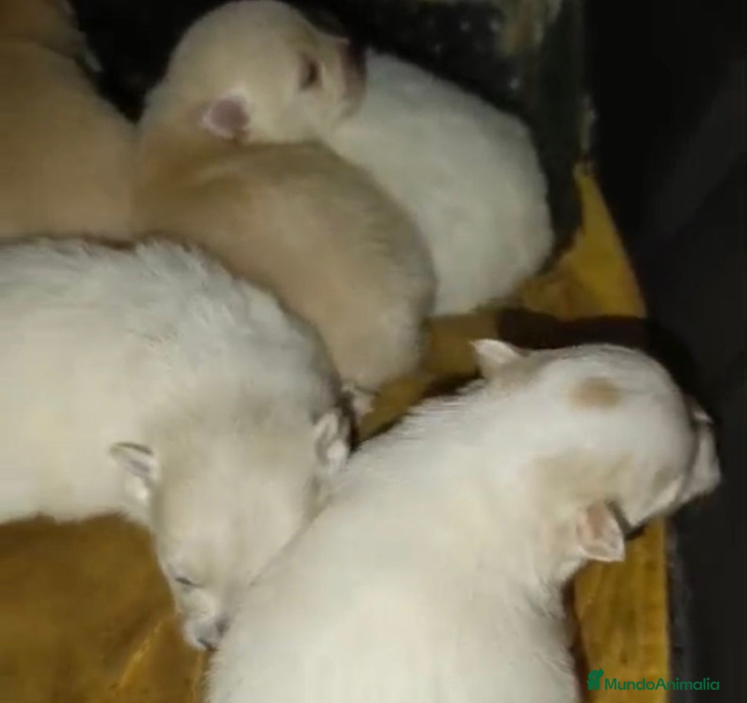 Pomerania perros en venta: Lulu pomerania toy  - Anuncio 5