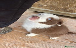 Border Collie perros en venta: BORDER COLLIE 💙 - Imagen 1