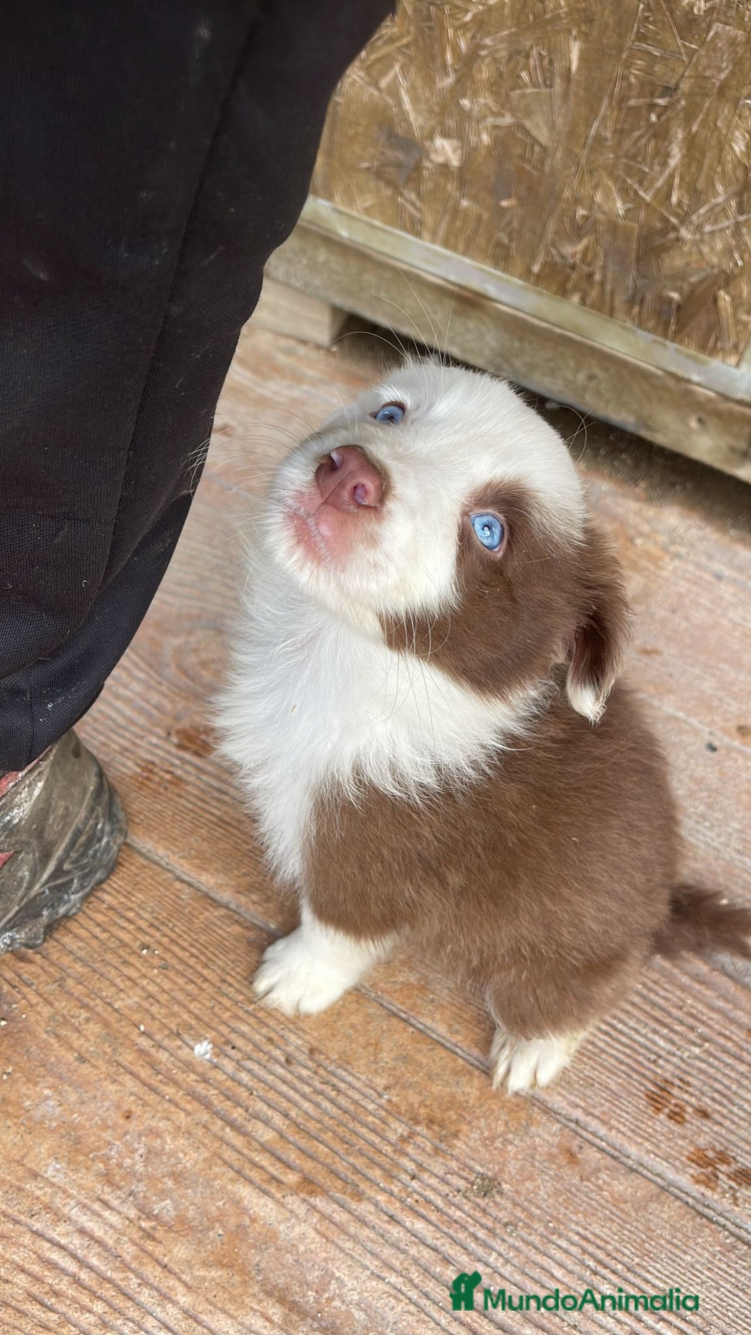 Border Collie perros en venta: BORDER COLLIE 💙 - Imagen 1
