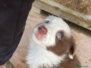 Border Collie perros - Anuncio 2