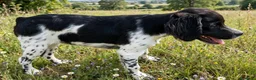 Épagneul Breton perros en venta: Epagneul bretón  - Anuncio 4