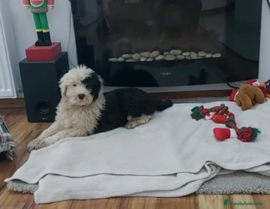 Antiguo Perro de Pastor Inglés - Bobtail perros en venta: Cachorros de Bobtail  - Anuncio 1