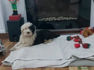 Antiguo Perro de Pastor Inglés - Bobtail perros Cachorros de Bobtail - Anuncio 1