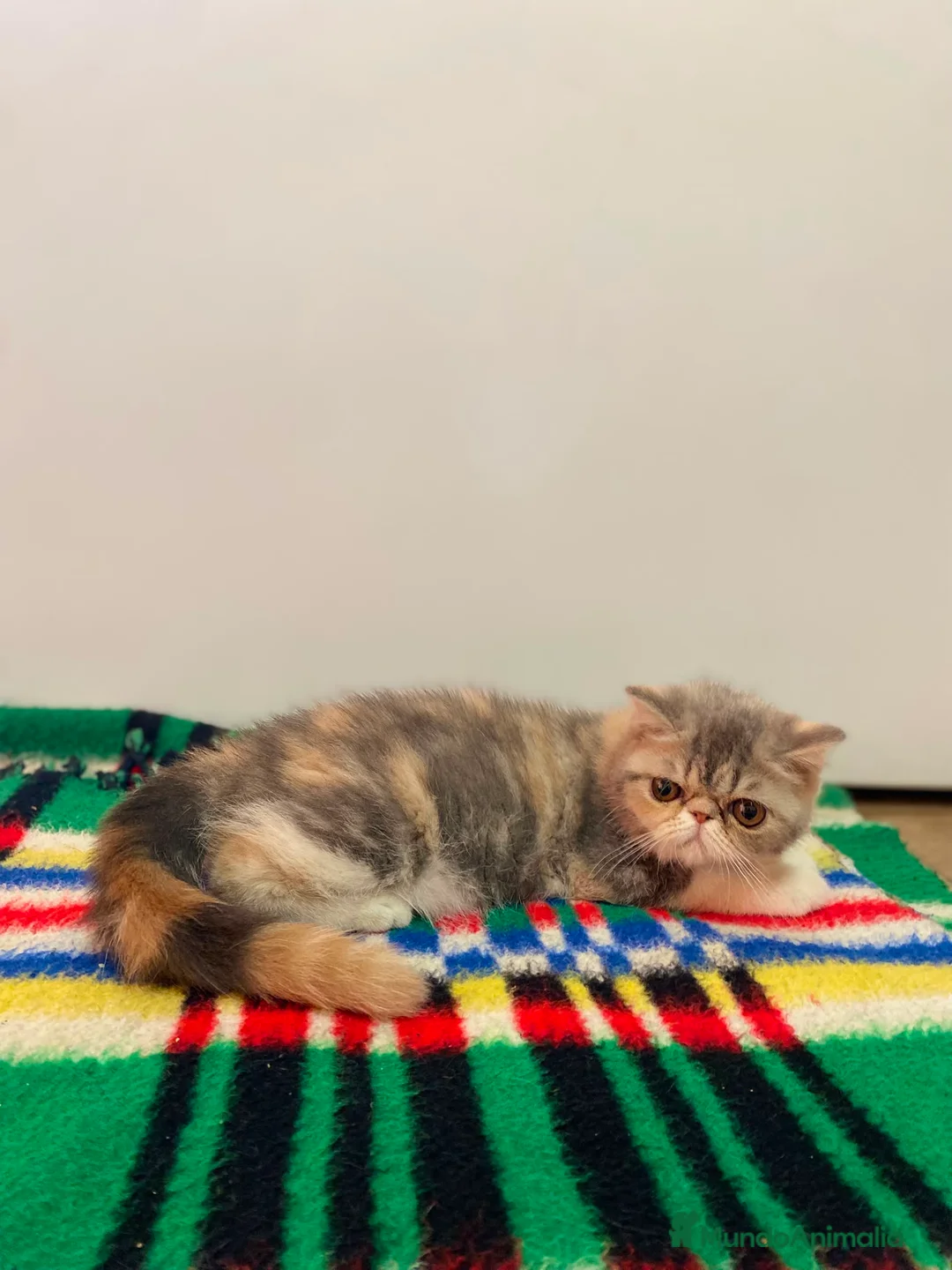 Exótico de Pelo Corto gatos en venta: GATITA EXOTICA - Anuncio 5