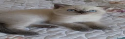 Británico de Pelo Corto gatos en venta: Brirish Blue Point  - Anuncio 2
