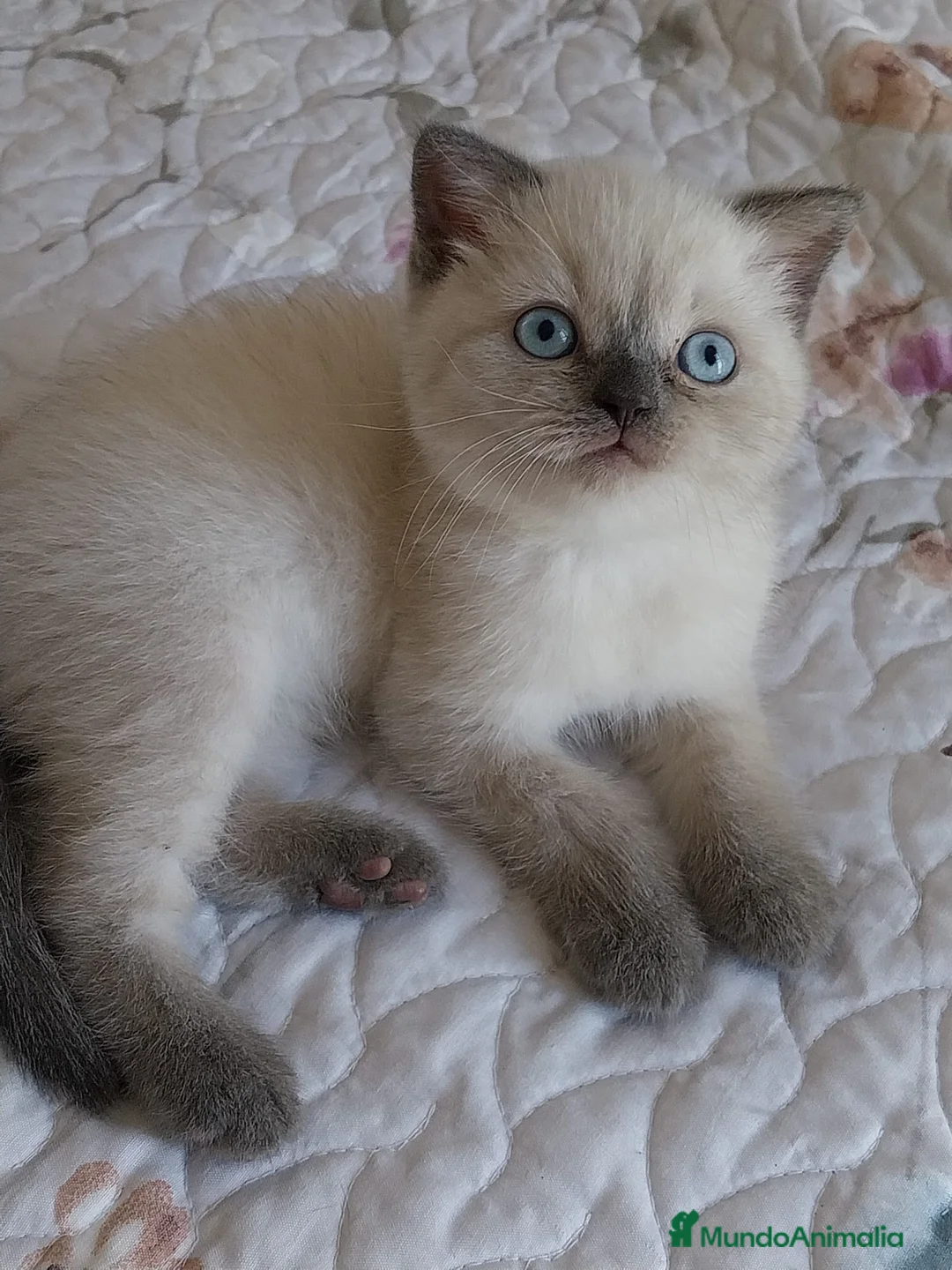Británico de Pelo Corto gatos en venta: Brirish Blue Point  - Anuncio 2