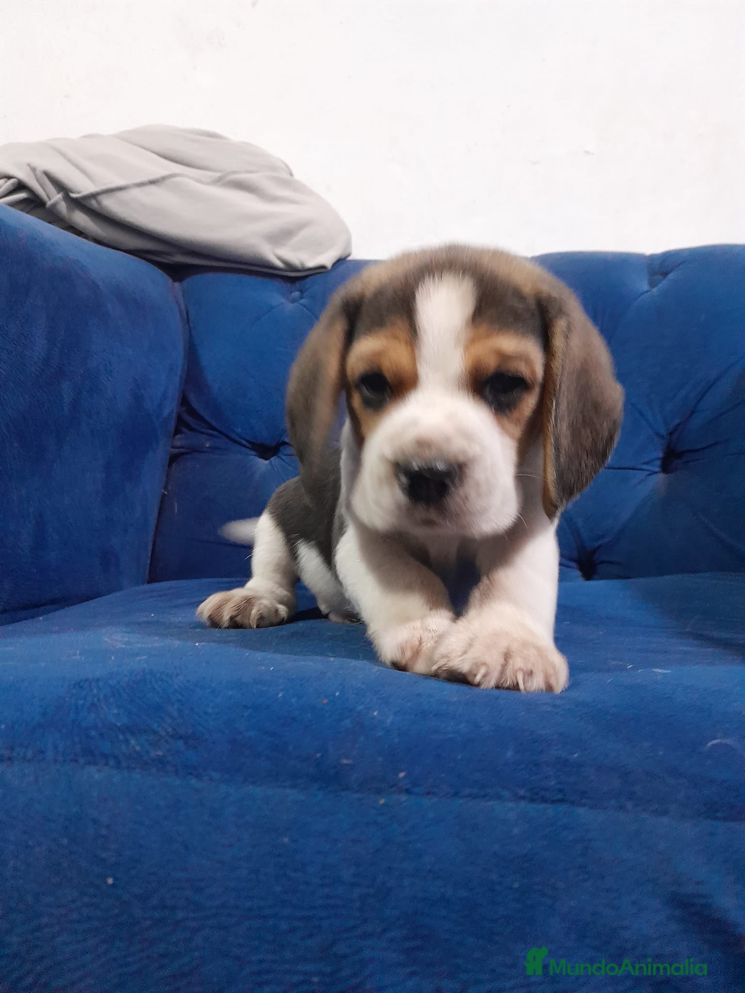 Beagle perros CACHORROS BEAGLE - Anuncio 2