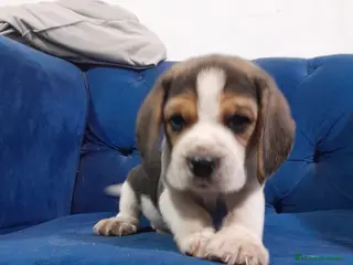 Beagle perros CACHORROS BEAGLE - Anuncio 2
