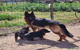 Pastor Alemán perros en venta: CACHORROS PASTOR ALEMÁN - Anuncio 4