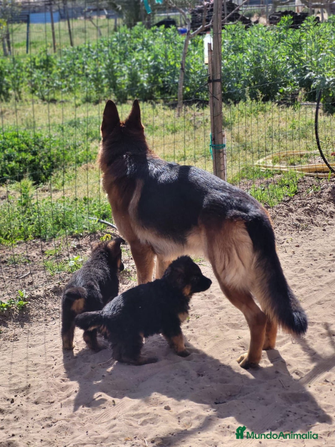 Pastor Alemán perros en venta: CACHORROS PASTOR ALEMÁN - Anuncio 4