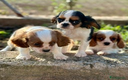 Cavalier King Charles Spaniel perros en venta: Cavaller king  - Imagen 7