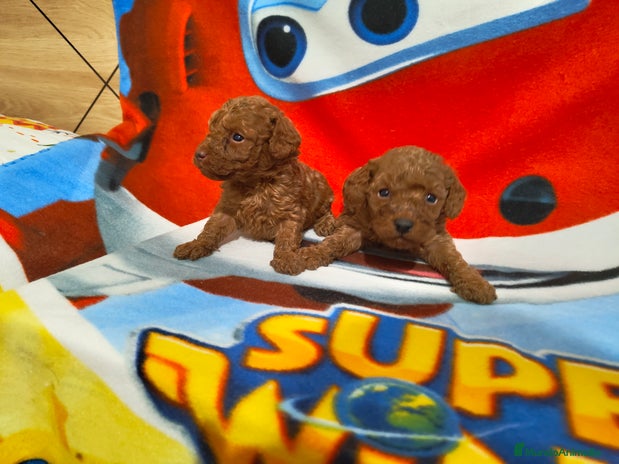Caniche Toy perros Caniches toy rojos y chocolate en Murcia - Anuncio 1
