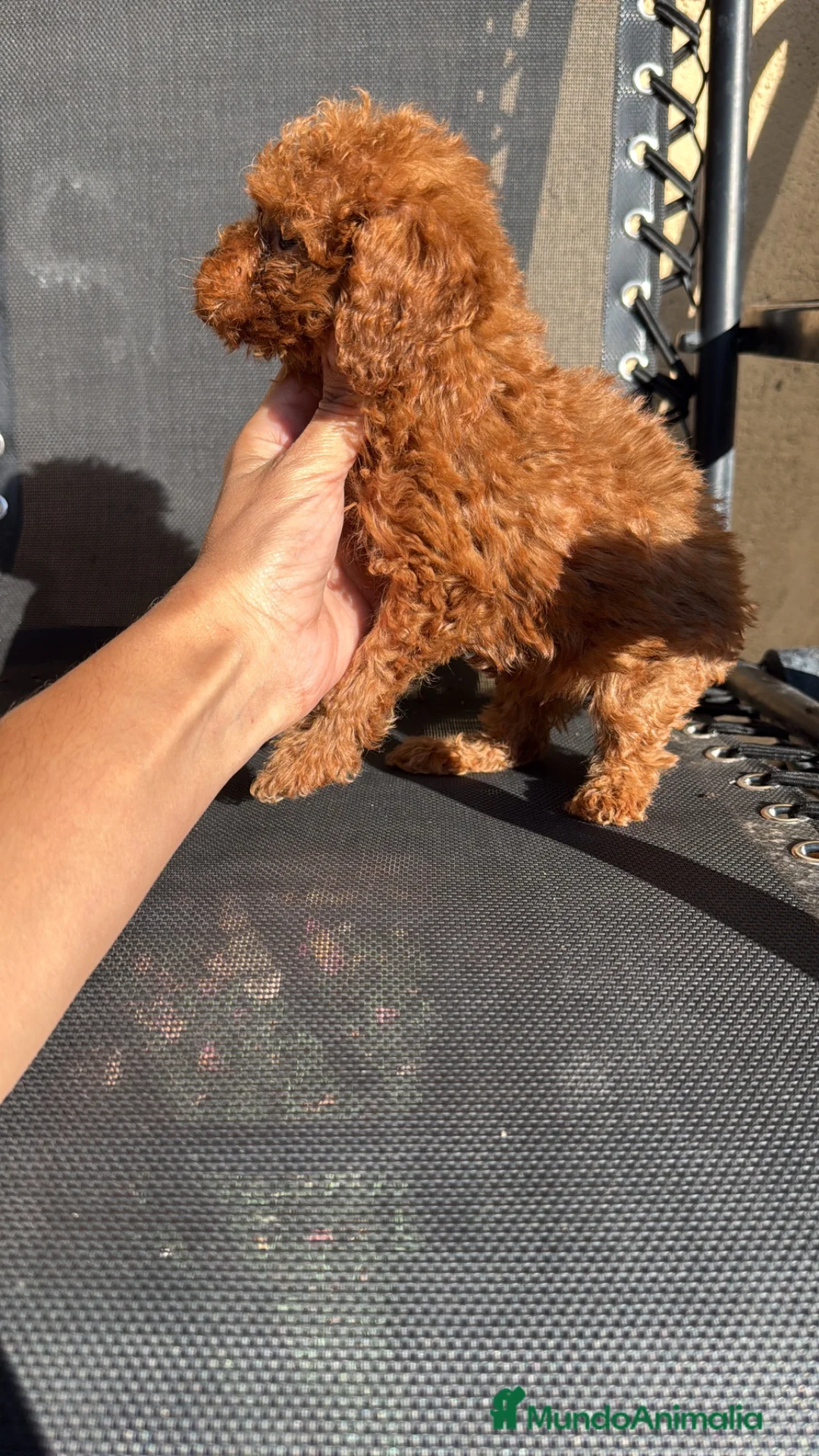 Caniche Toy perros en venta: Caniche Toy  - Anuncio 1