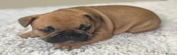 Bulldog Francés perros en venta: Cachorros de bulldog francés - Anuncio 17